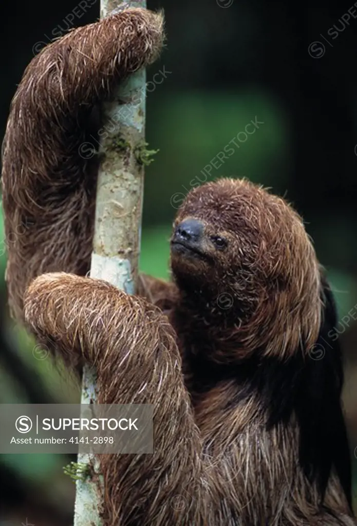 maned sloth head detail bradypus torquatus atlantic forest, bahia, brazil endangered species 