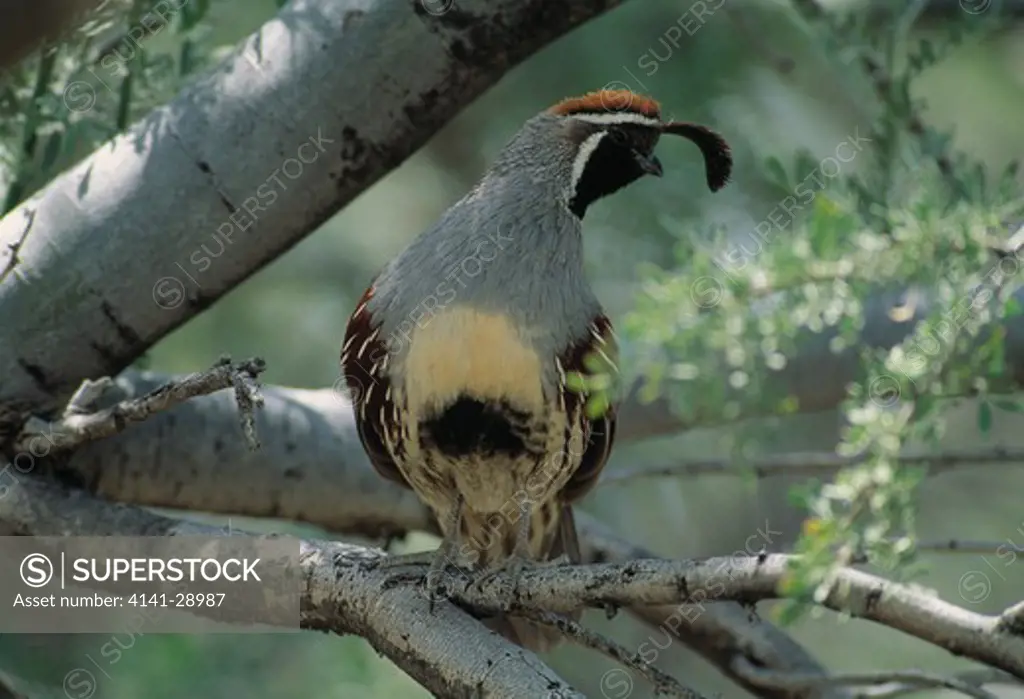 gambel's quail male on branch callipepla gambelii sonoran desert, arizona, usa 