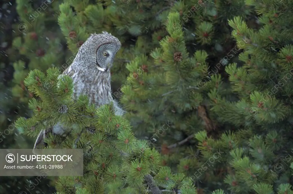 great grey owl on lookout for prey strix nebulosa from coniferous tree, in snowstorm, wyoming, north western usa 