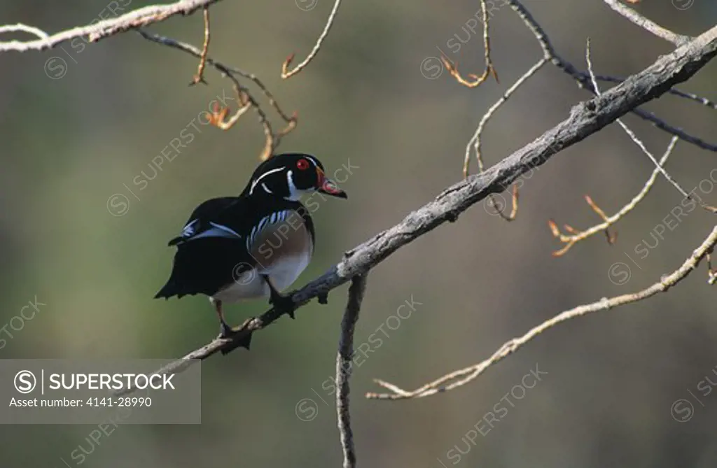 wood duck male, on branch aix sponsa utah, usa 