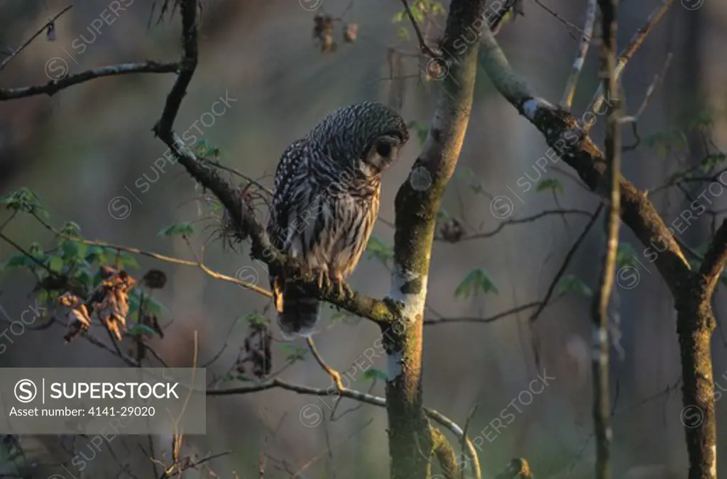 barred owl listening for prey strix varia corkscrew swamp, florida, usa