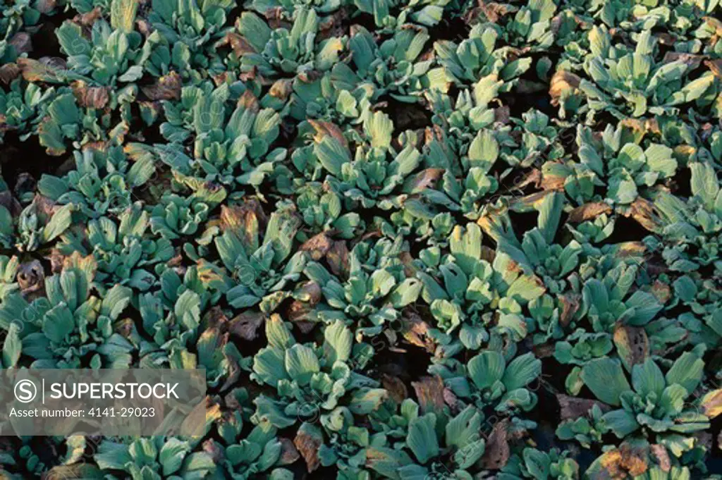 water lettuce pistia stratiotes corkscrew swamp, florida, usa 