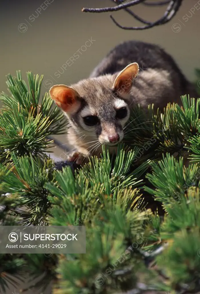 ringtail or ring-tailed cat bassariscus astutus on juniper branch montana, north western usa 