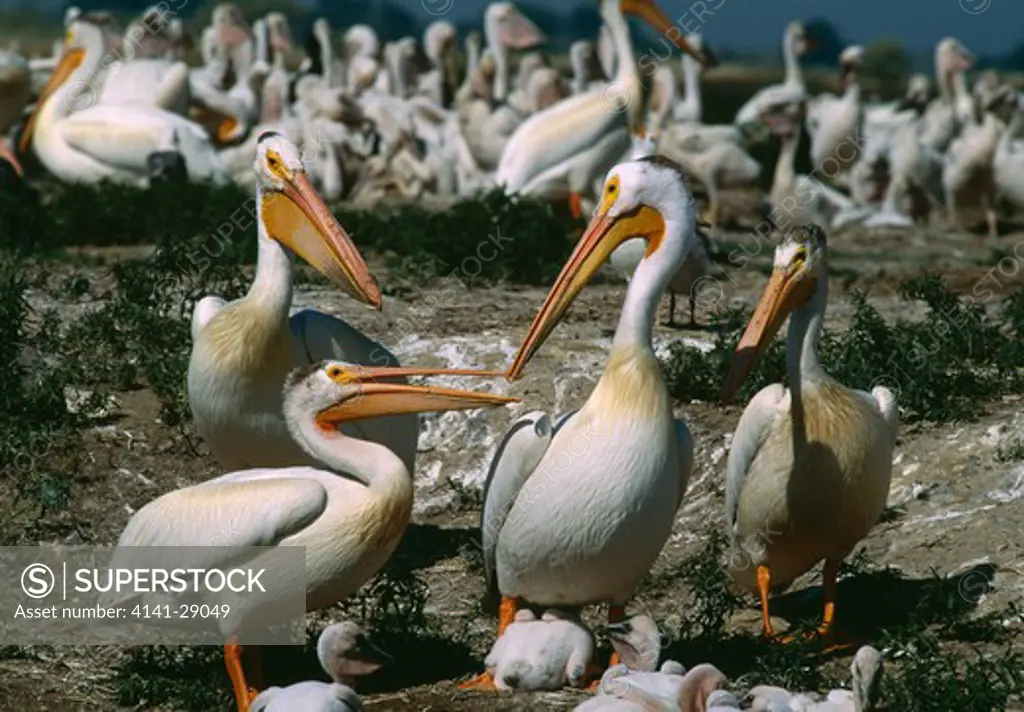 american white pelican pelecanus erythrorhynchos breeding colony with young. bowdoin national wildlife res, montana, nw usa