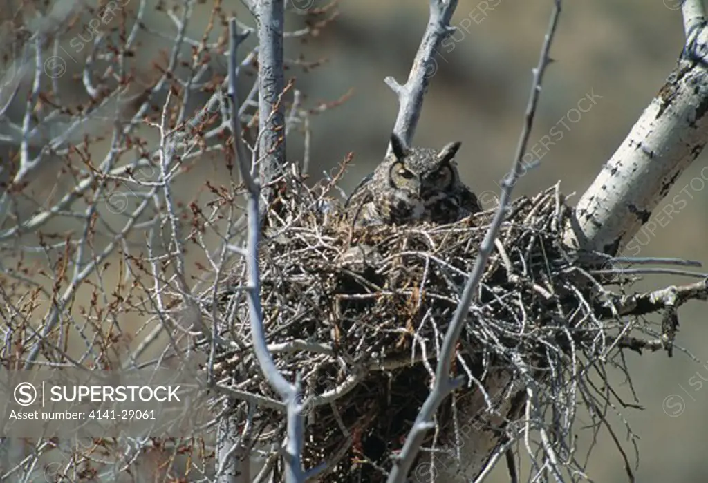 great horned owl bubo virginianus on nest north america 