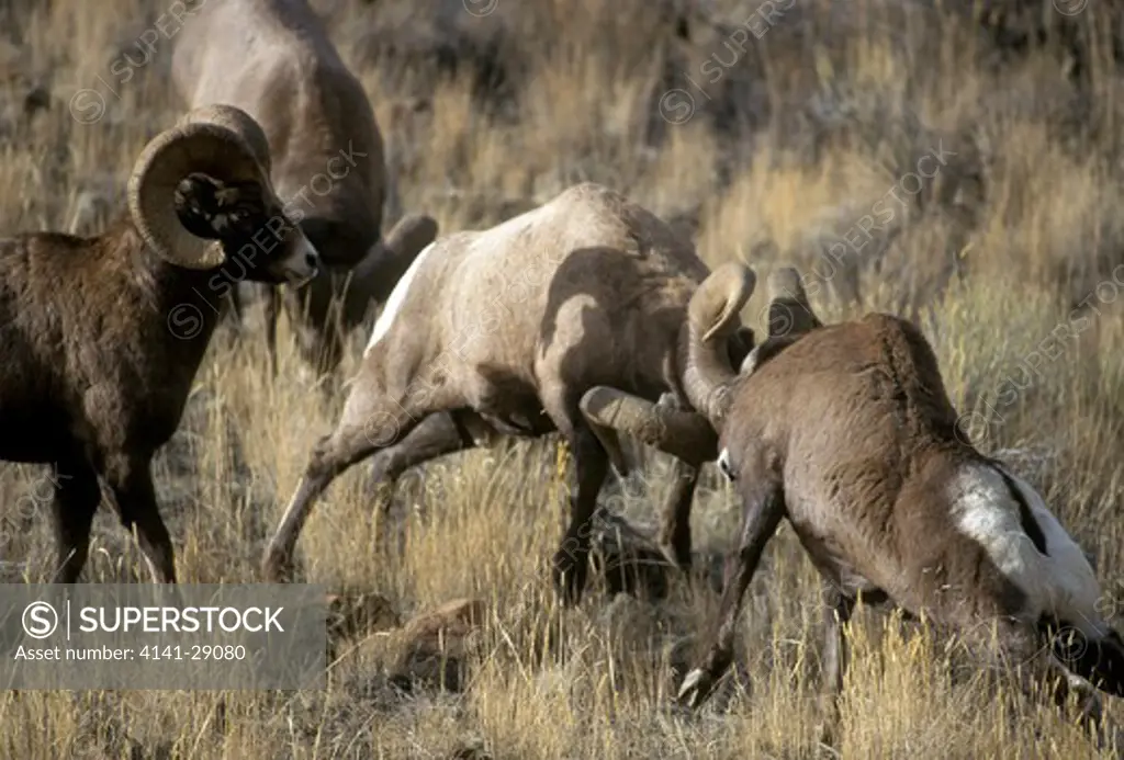 bighorn sheep ovis canadensis two males butting montana, north western usa