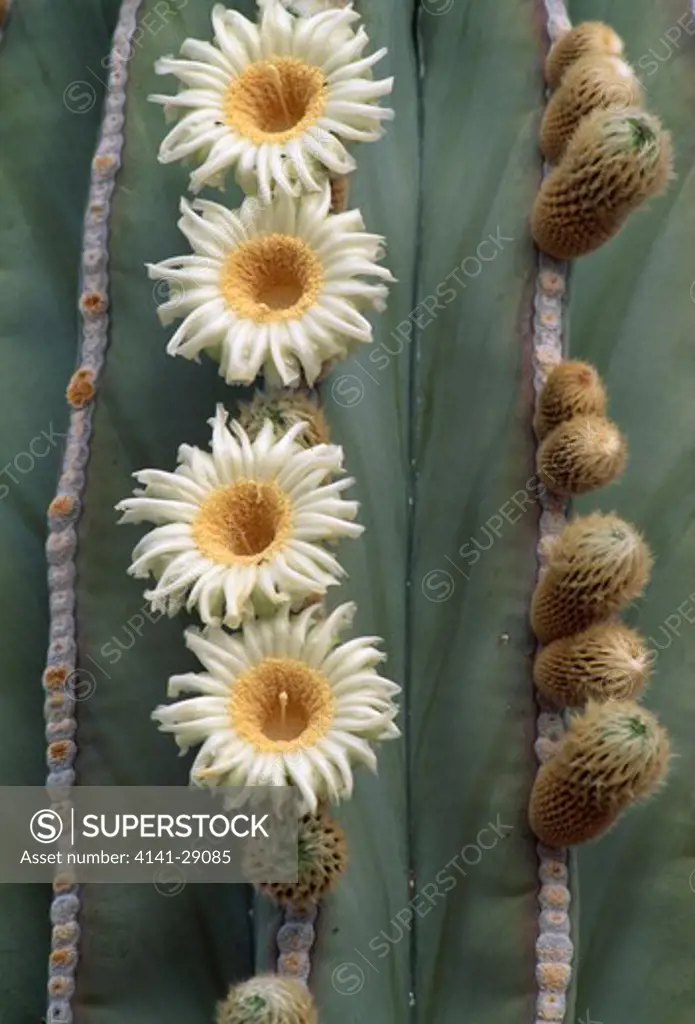 cardon cactus buds & flowers pachycereus pringlei baja california, mexico 
