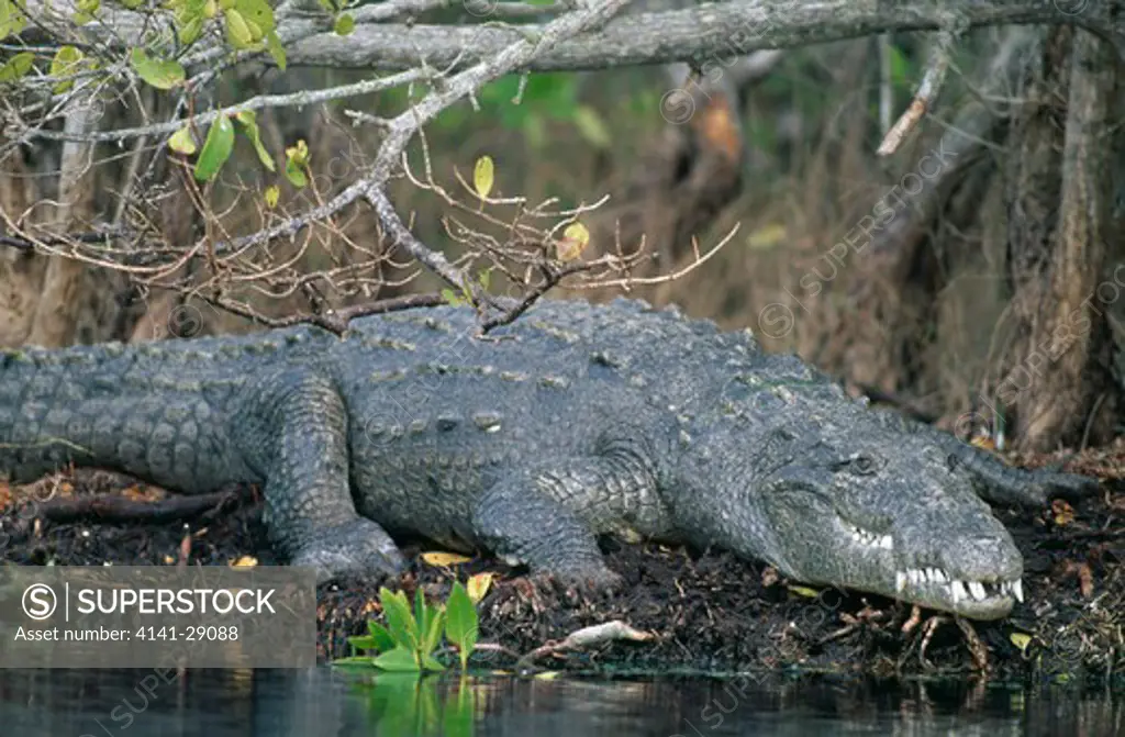 american crocodile on riverbank crocodylus acutus ding darling nwr, florida, usa. 