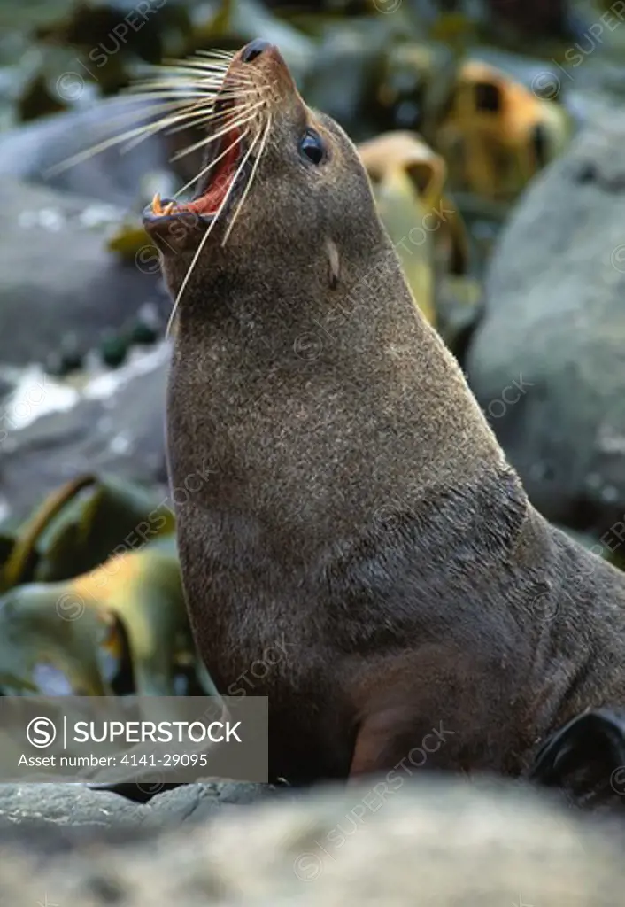 new zealand fur seal arctocephalus forsteri yawning, new zealand 
