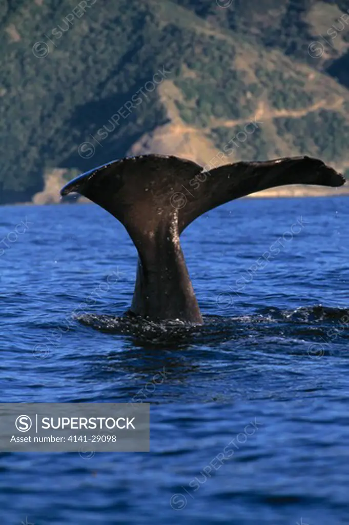 sperm whale tail fluke physeter macrocephalus kaikoura, new zealand