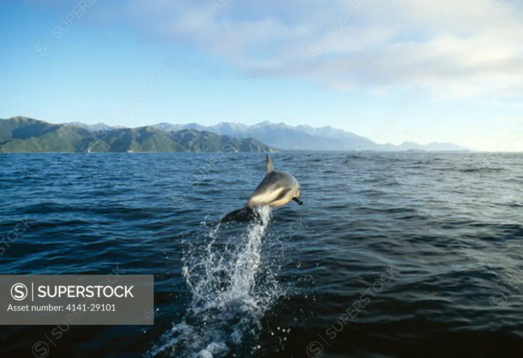 dusky dolphin leaping lagenorhynchus obscurus kaikoura peninsula, canterbury, south island, new zealand.