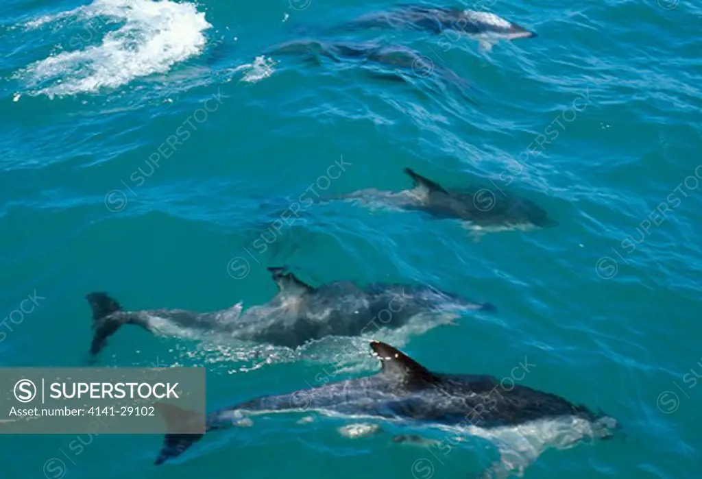 dusky dolphin group at surface lagenorhynchus obscurus off kaikoura peninsula, canterbury, south island, new zealand. 