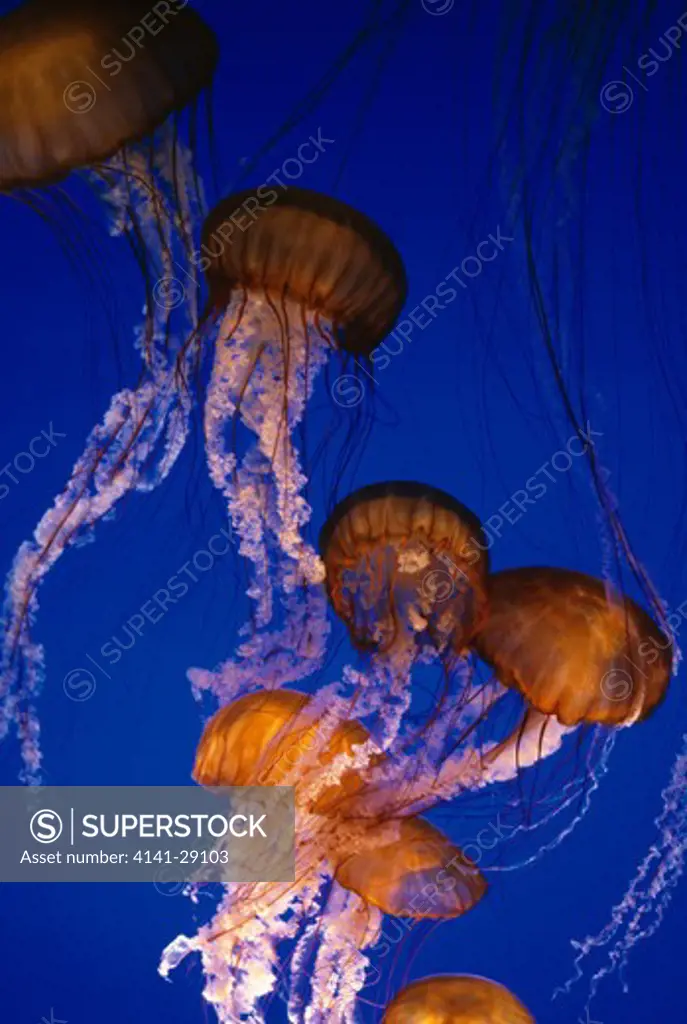 sea nettles chrysaora fuscencens monterey bay aquarium