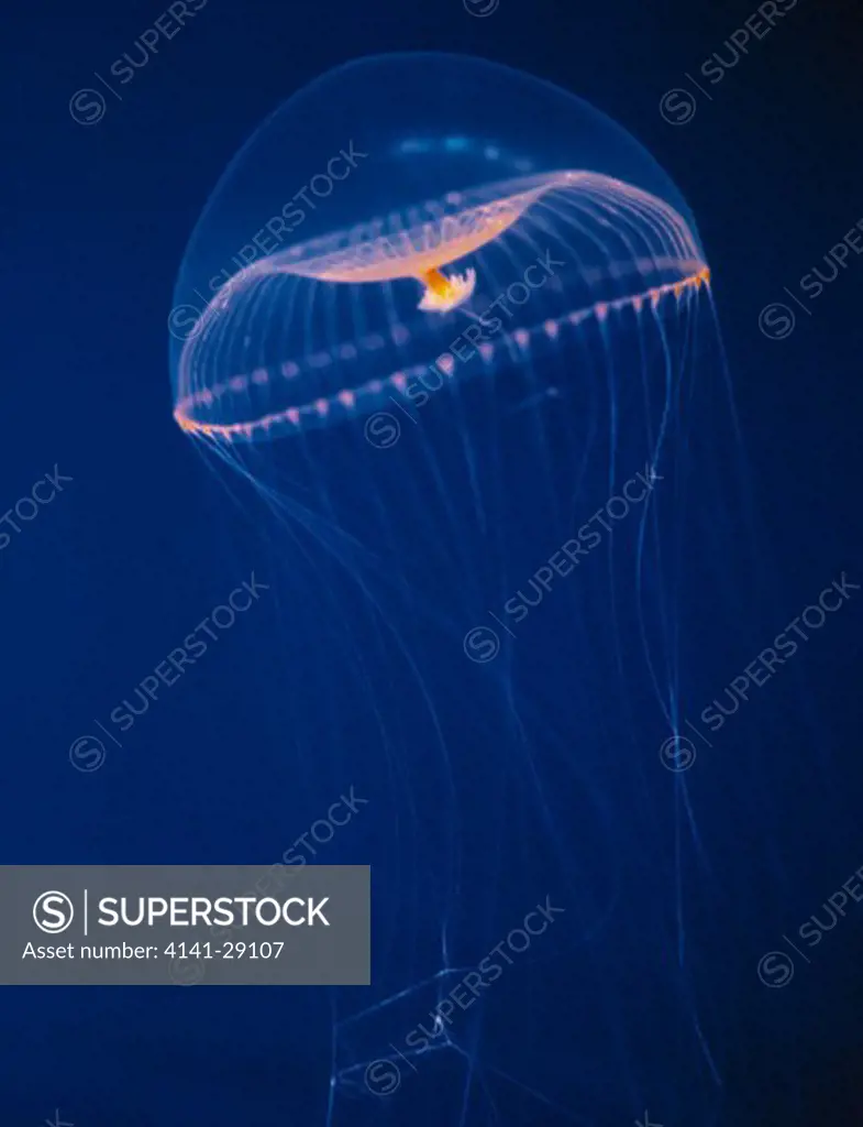 crystal jellyfish lateral view aequorea victoria monterey bay, california, usa 