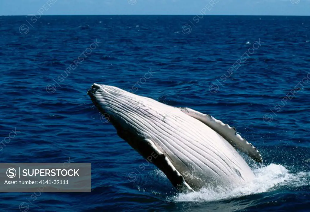 humpback whale megaptera novaeangliae calf breaching. tonga. 