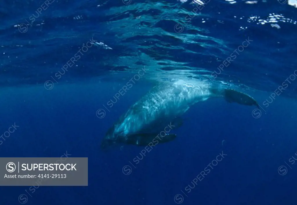 humpback whale megaptera novaeangliae calf diving viewed from underwater. tonga. 