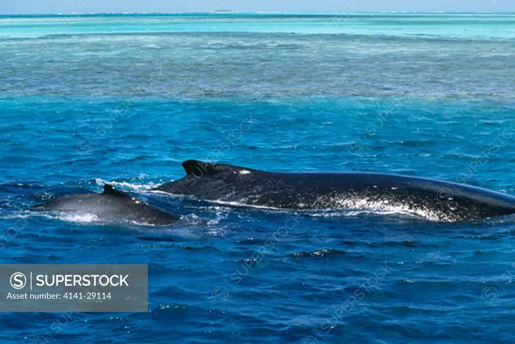 humpback whale megaptera novaeangliae cow and calf swimming at surface. tonga. 