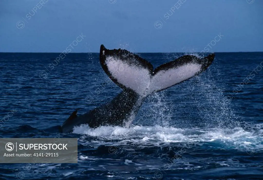 humpback whale megaptera novaeangliae tail slapping. tonga. 