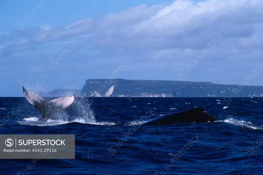 humpback whale megaptera novaeangliae tail slapping at competing male. tonga. 