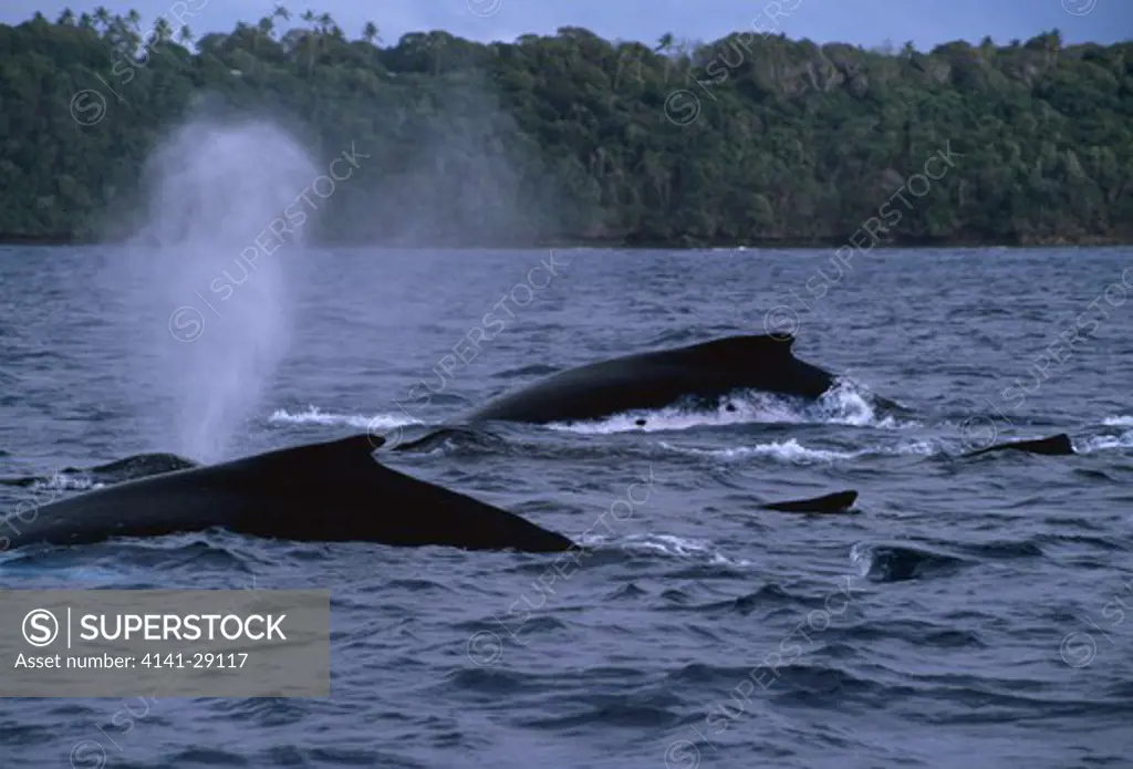 humpback whale megaptera novaeangliae heat run - competing males display to and persue female. tonga. 