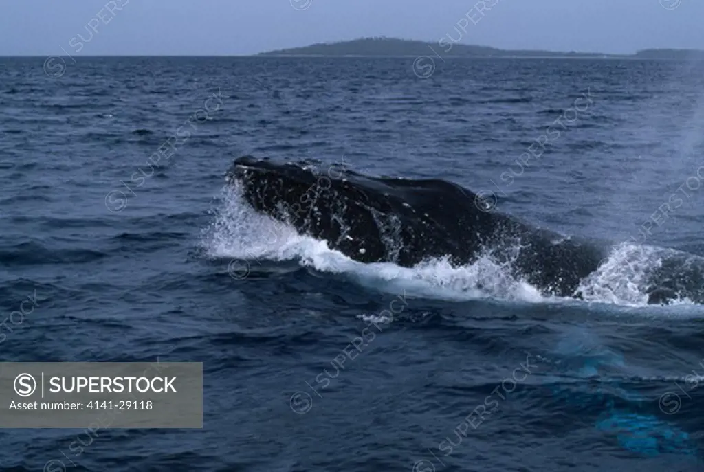 humpback whale megaptera novaeangliae male performing head lift during heat run. tonga. 