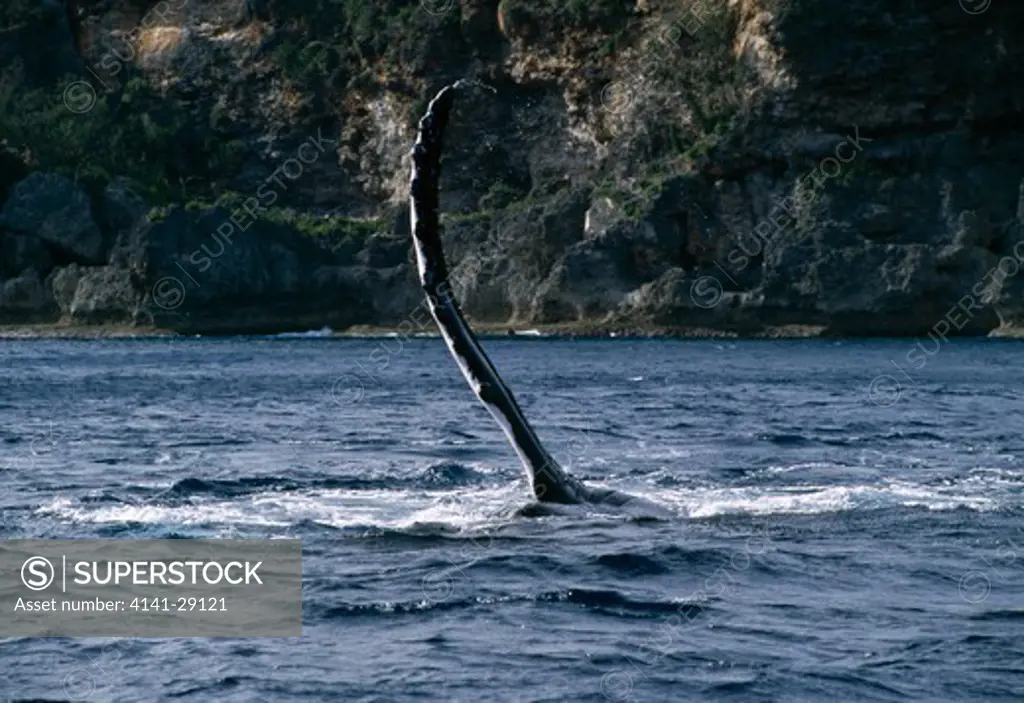humpback whale megaptera novaeangliae pectoral slapping. tonga. 