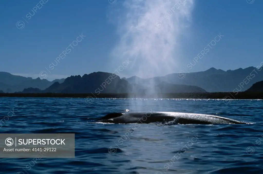 blue whale balaenoptera musculus surfacing and blowing. sea of cortez, mexico. 