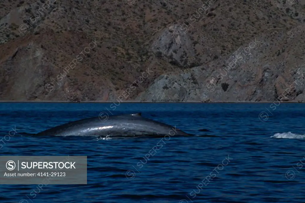 blue whale balaenoptera musculus diving. sea of cortez, mexico. 