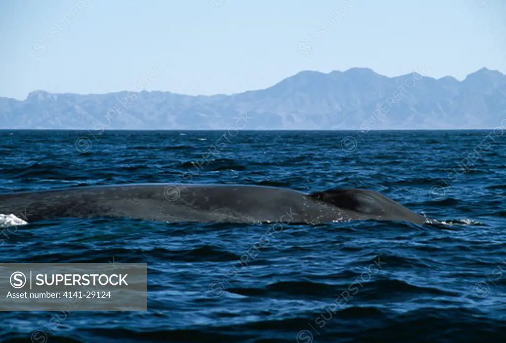 blue whale balaenoptera musculus at surface showing blow hole. sea of cortez, mexico. 