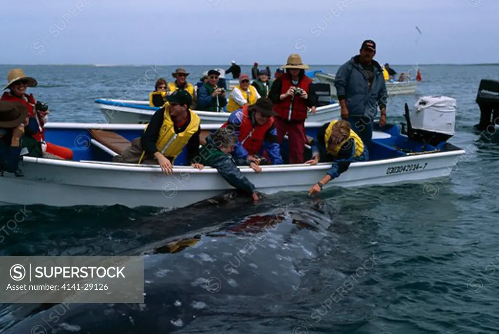 grey whale eschrichtius robustus cow & calf being petted by whale watchers. magdalena bay, baja california. 