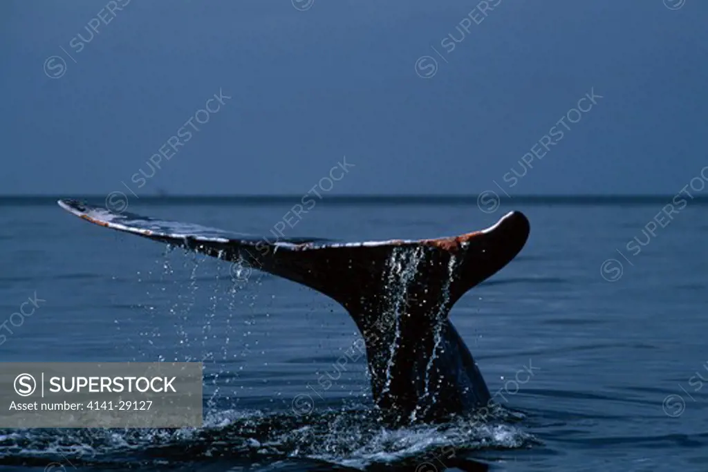 grey whale eschrichtius robustus lifting tail fluke whilst diving. magdalena bay, baja california. 