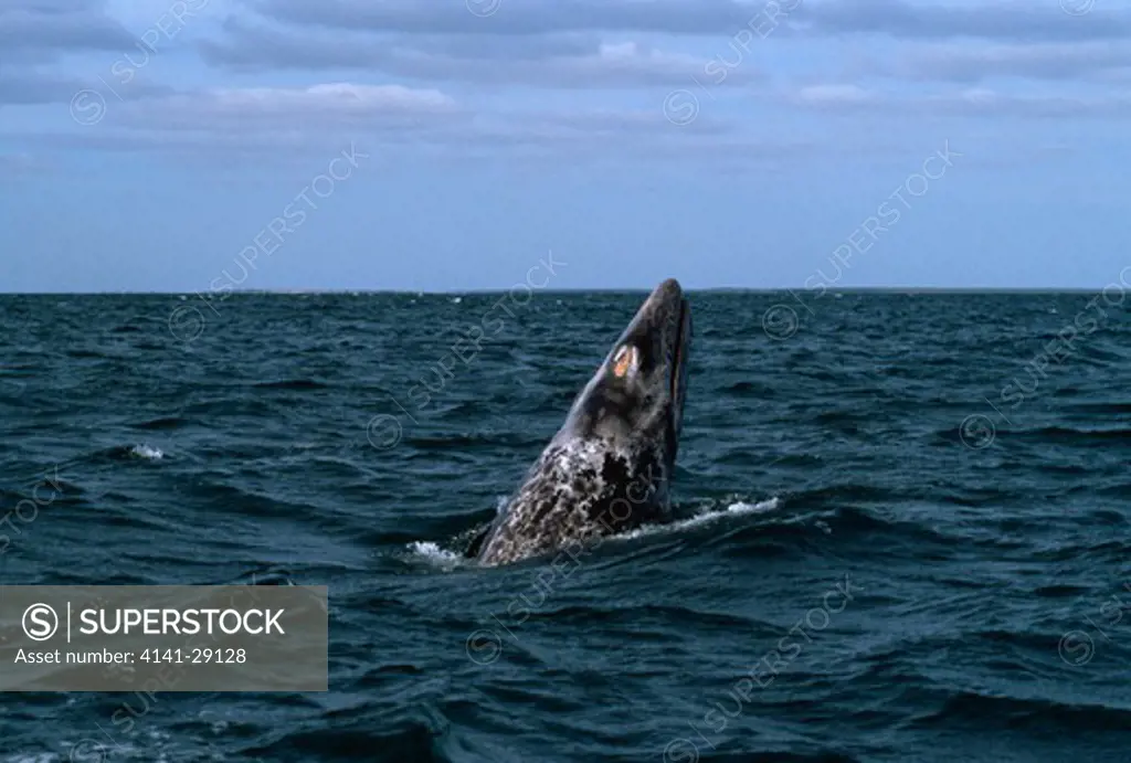 grey whale eschrichtius robustus calf lifting head, dorsal view. magdalena bay, baja california. 