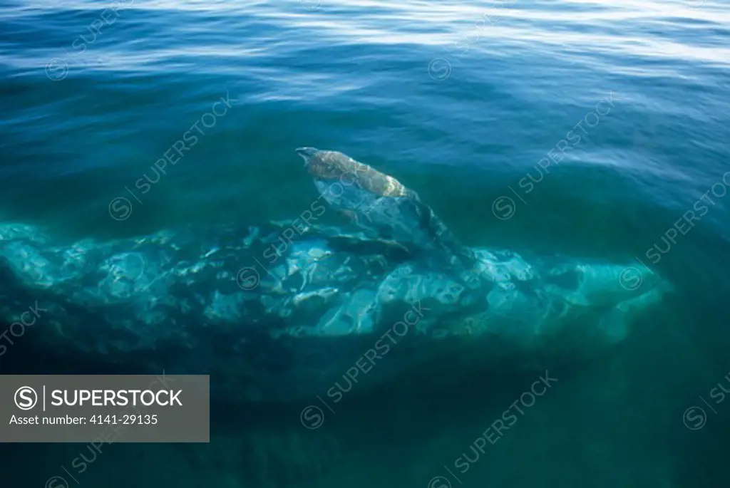grey whale eschrichtius robustus feeding on bottom. magdalena bay, baja california. 