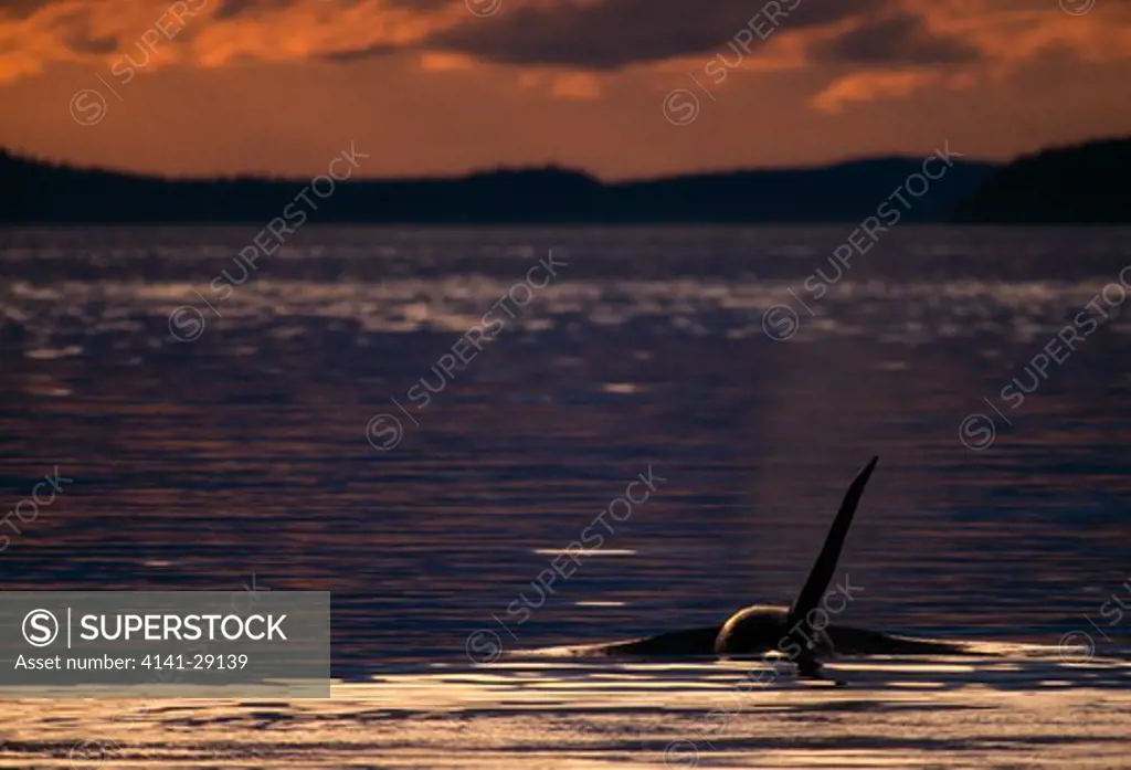 killer whale or orca orcinus orca bull swimming off into the sunset. johnstone strait, british columbia. 