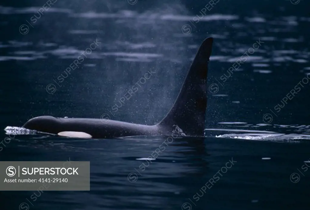 killer whale or orca orcinus orca bull surfacing. johnstone strait, british columbia. 