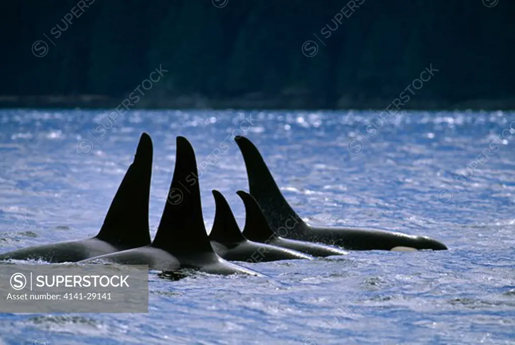 killer whale or orca orcinus orca tightly grouped pod at surface. johnstone strait, british columbia. 