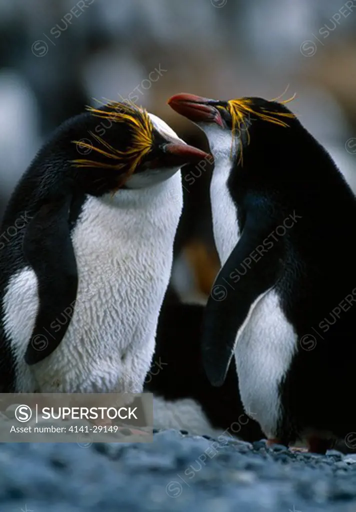 royal penguin eudyptes sclegeli pair mutual preening. macquarie island, australia. 