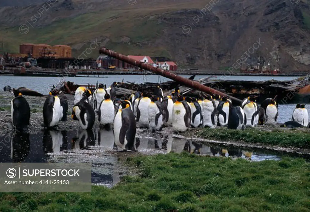 king penguin aptenodytes patagonicus moulting group near abandoned whaling station. grytuiken, south georgia. 