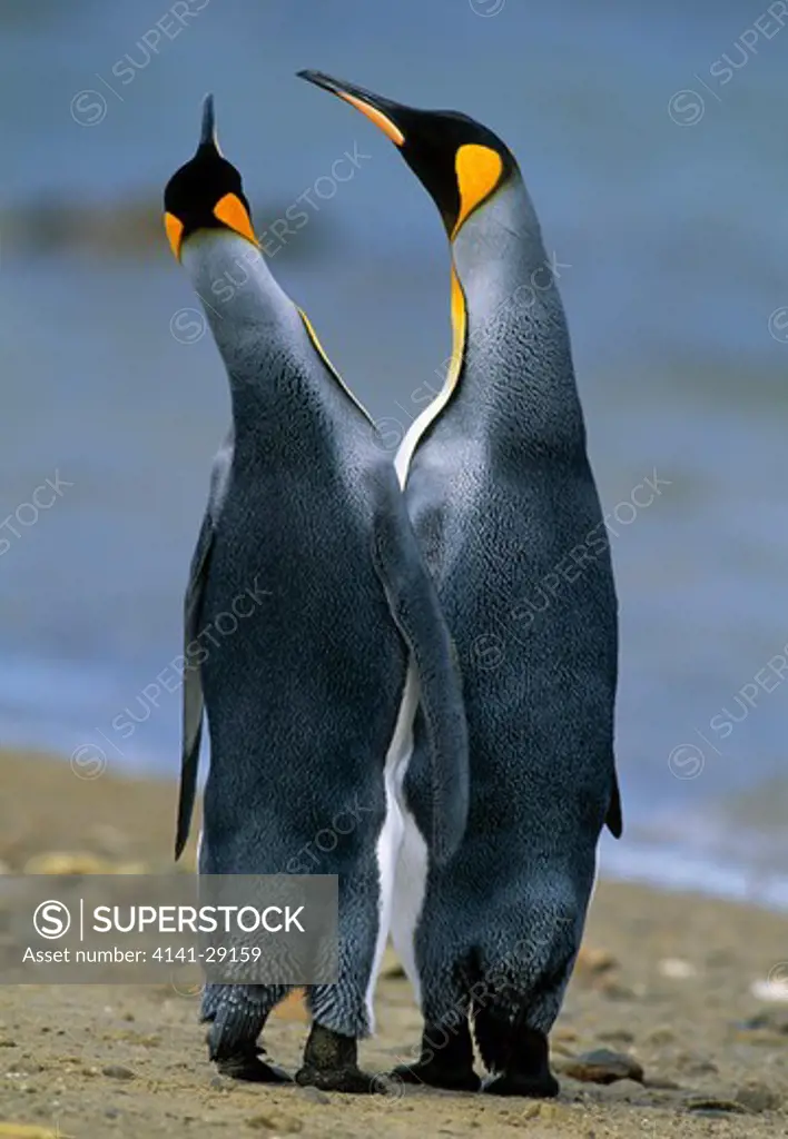 king penguin aptenodytes patagonicus pair displaying. volunteer point, falkland islands. 