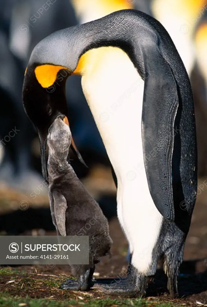 king penguin aptenodytes patagonicus feeding chick. volunteer point, falkland islands. 