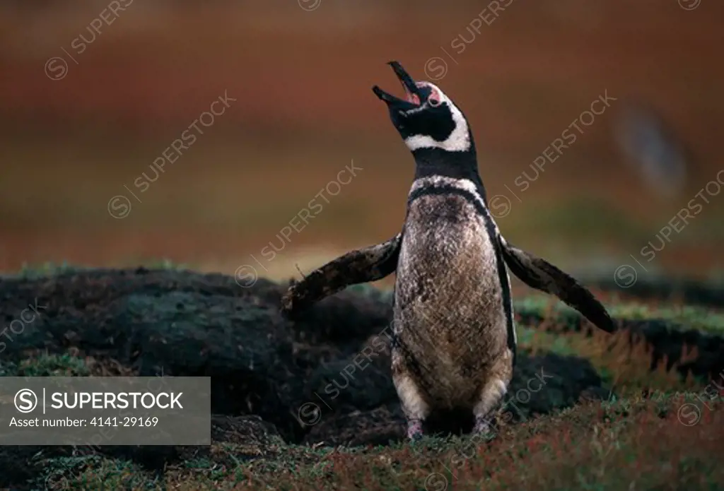 magellanic penguin spheniscus magellanicus calling from burrow mouth. falkland islands. 