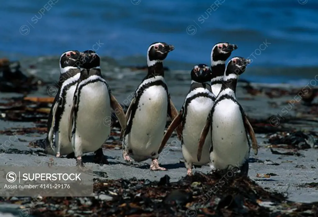 magellanic penguin spheniscus magellanicus group marching up beach from sea. falkland islands. 