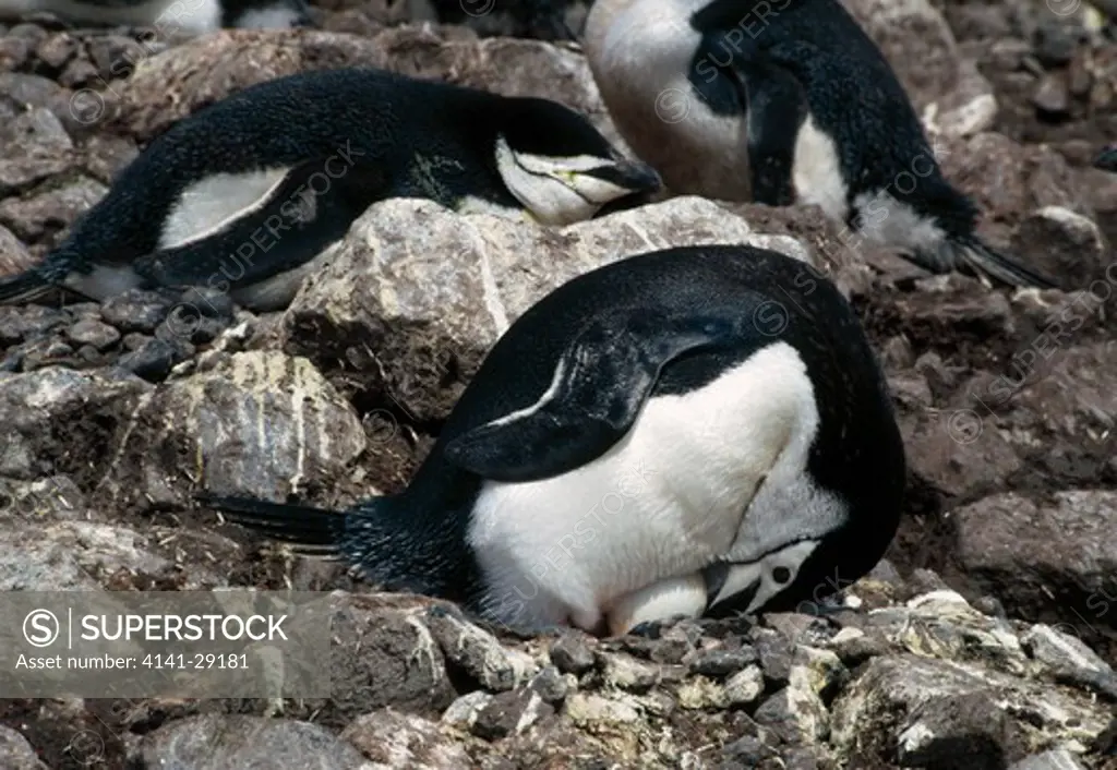 chinstrap penguin pygoscelis antarctica turning it's egg. antarctica. 