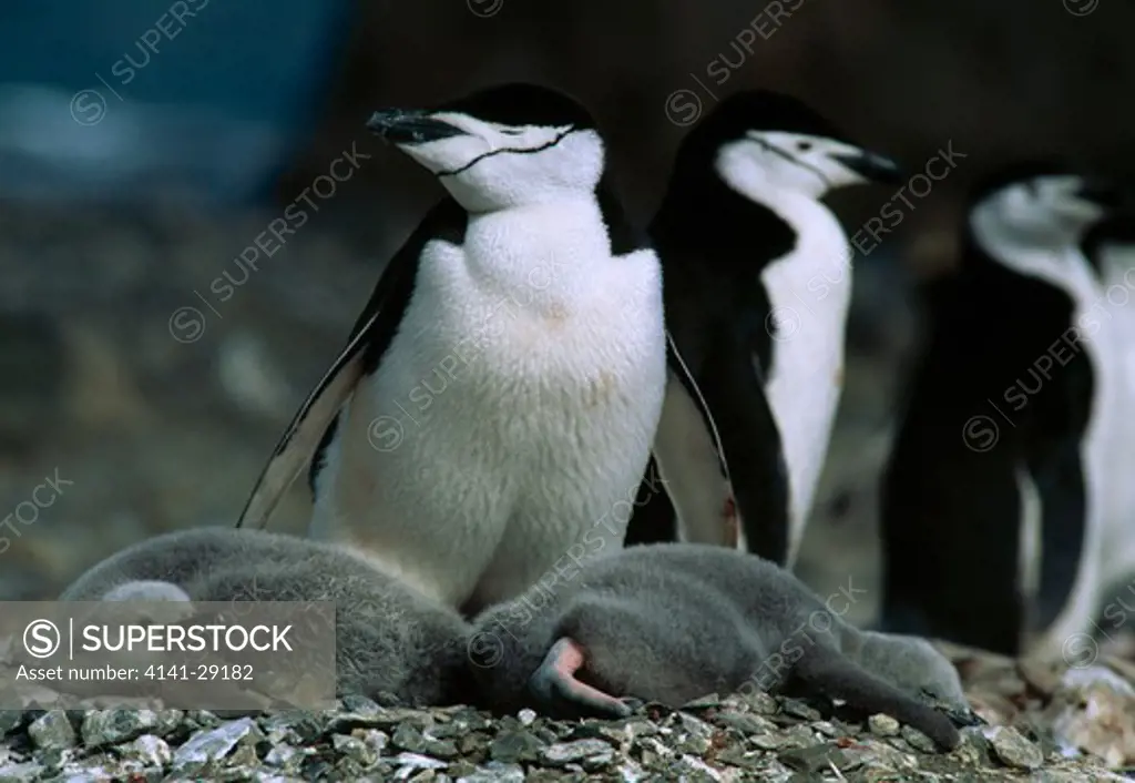 chinstrap penguin pygoscelis antarctica with two chicks sleeping on nest. antarctica. 