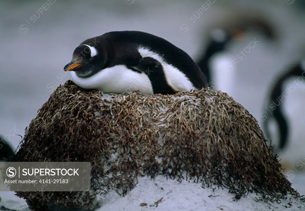 gentoo penguin pygoscelis papua sleeping on mound in snow. sealion island, falkland islands. 