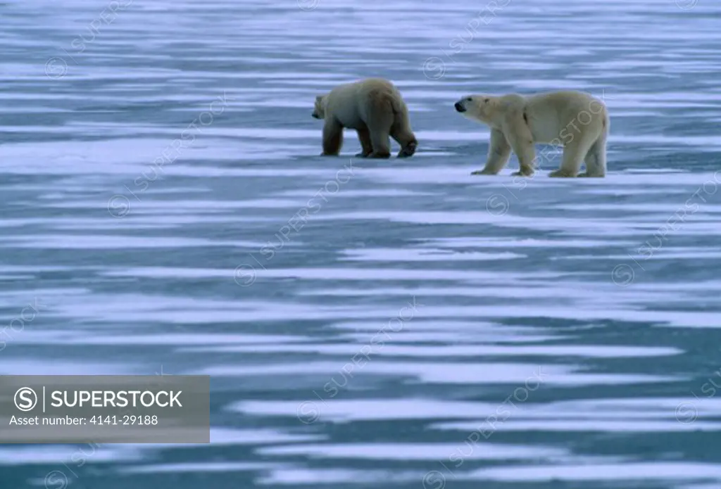 polar bear ursus maritimus two walking across frozen lake. manitoba, canada. 