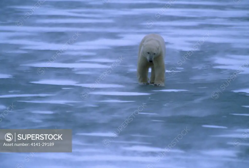 polar bear ursus maritimus digging for kelp in snow. manitoba, canada. 