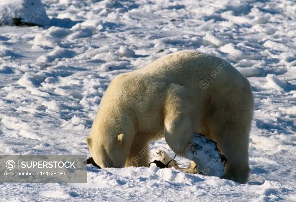 polar bear ursus maritimus digging for kelp in snow. manitoba, canada. 
