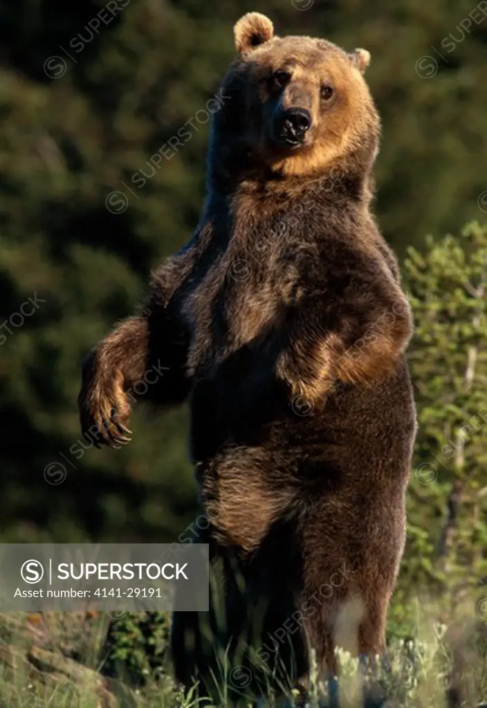 american brown or grizzly bear ursus arctos standing on hind legs, montana, usa. 