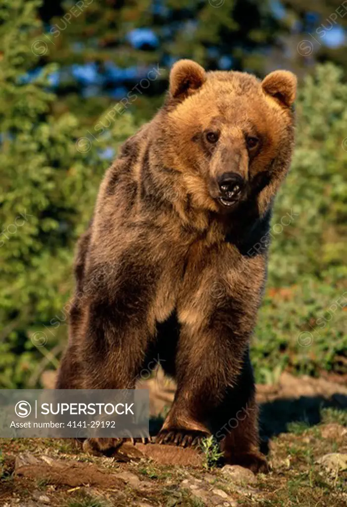 american brown or grizzly bear ursus arctos montana, usa. 